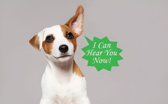 A brown and white dog with one ear raised is sitting against a gray background. A green speech bubble reads "I Can Hear You Now!.